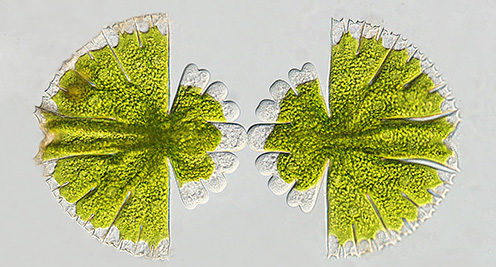 Image of algae